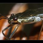 wasserläufer - ohne wange leichter auf dem wasser