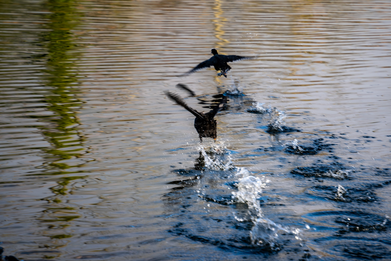 Wasserläufer (Taucherli)