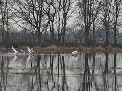 Wasserläufer-Trio