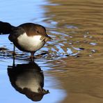 "Wasserläufer" - Wasseramsel bringt Futter