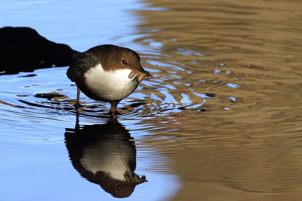 "Wasserläufer" - Wasseramsel bringt Futter