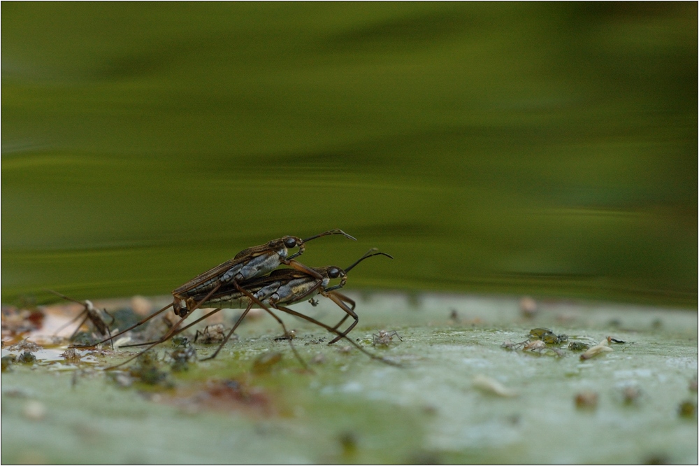 Wasserläufer#2