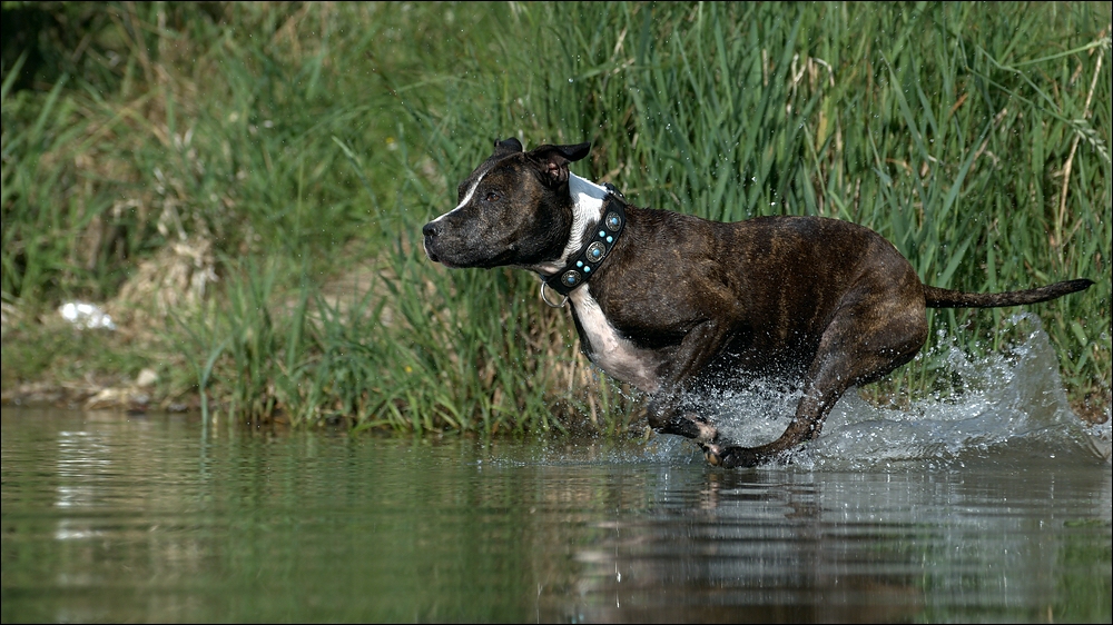 wasserläuferin