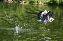 <Wasserläufer>...oder