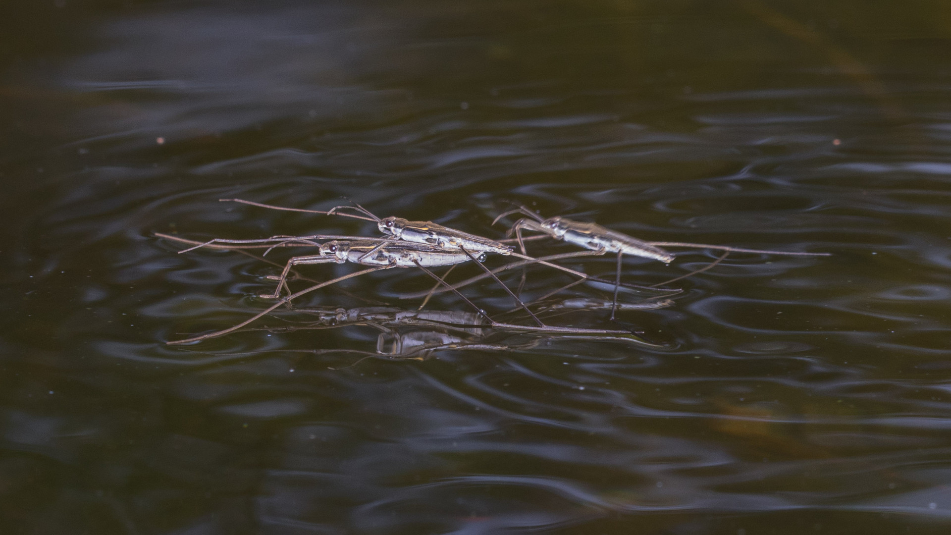 Wasserläuferpaarung