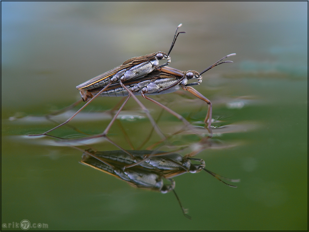 Wasserläuferpaarung - Gerris gibbifer