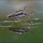 Wasserläuferpaarung - Gerris gibbifer