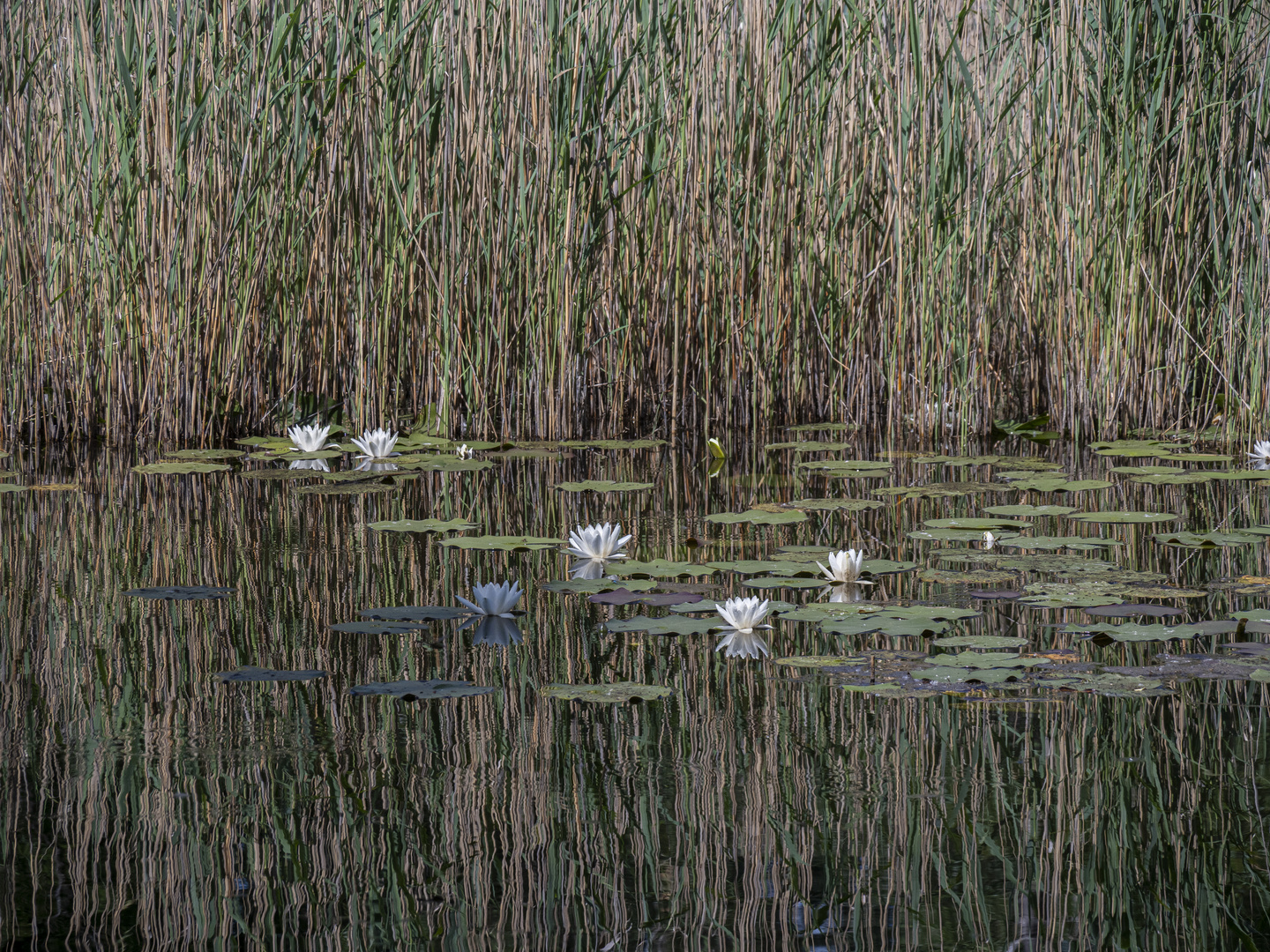 Wasserlandschaft