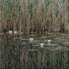 Wasserlandschaft