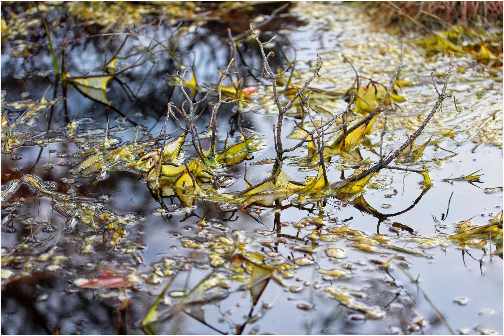 Wasserlandschaft