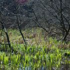 Wasserlandschaft - Extern Steine