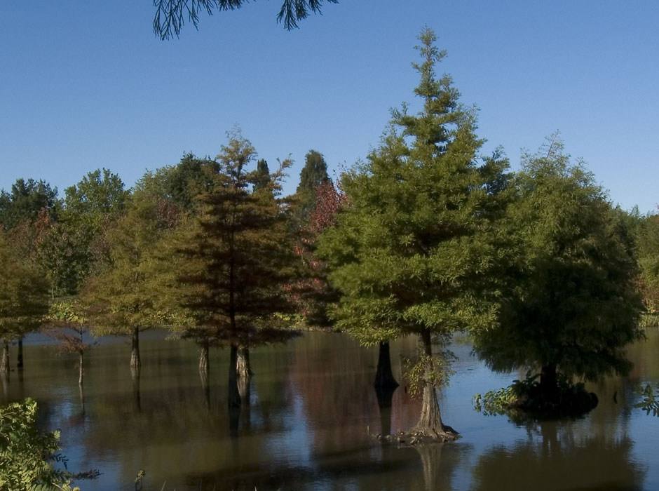 Wasserlandschaft im Arboretum Ellerhoop