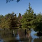 Wasserlandschaft im Arboretum Ellerhoop