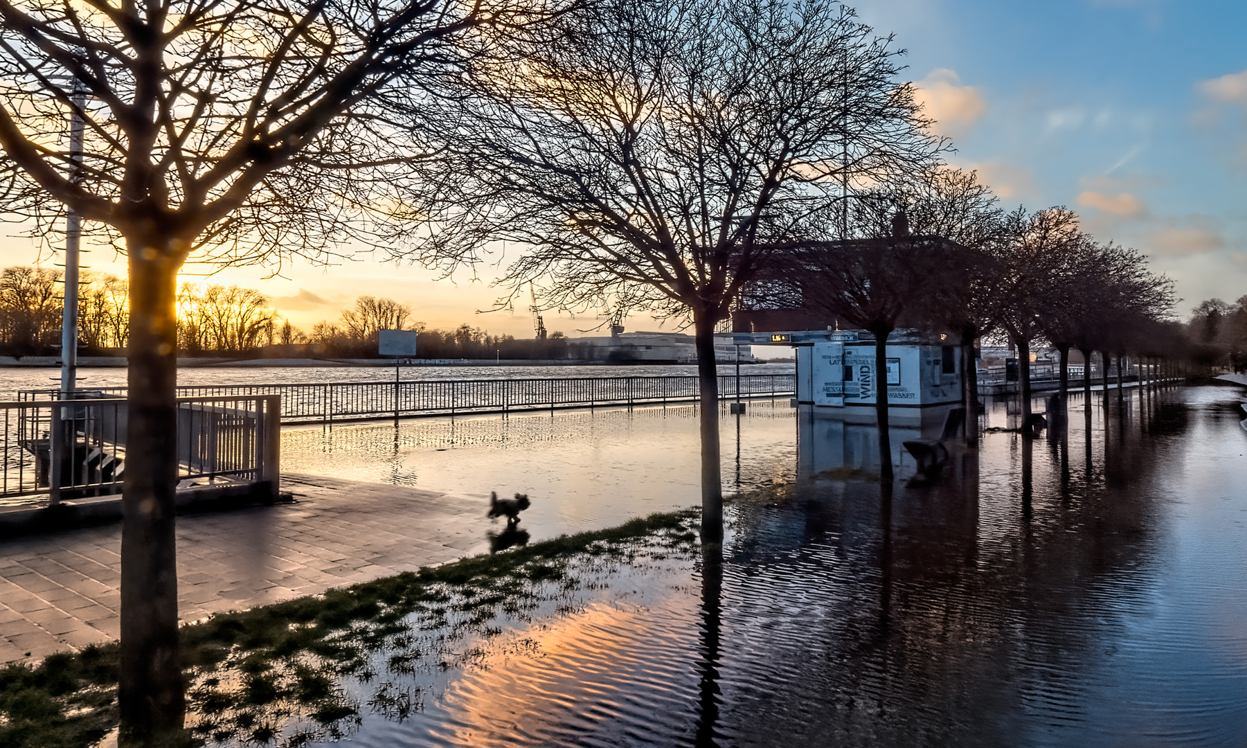 Wasserlandschaft mit Hund