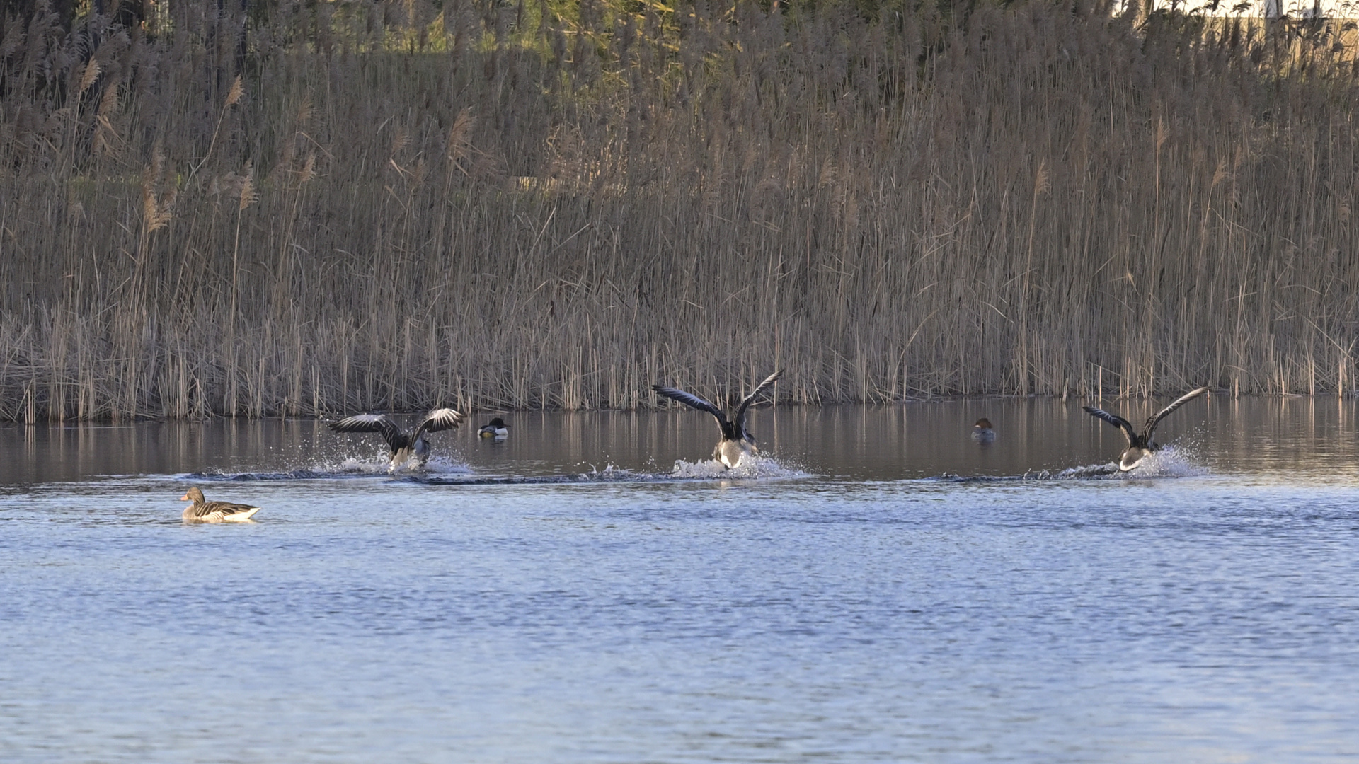 Wasserlandung 3er Formation