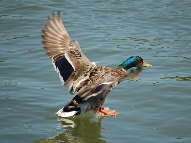 Wasserlandung