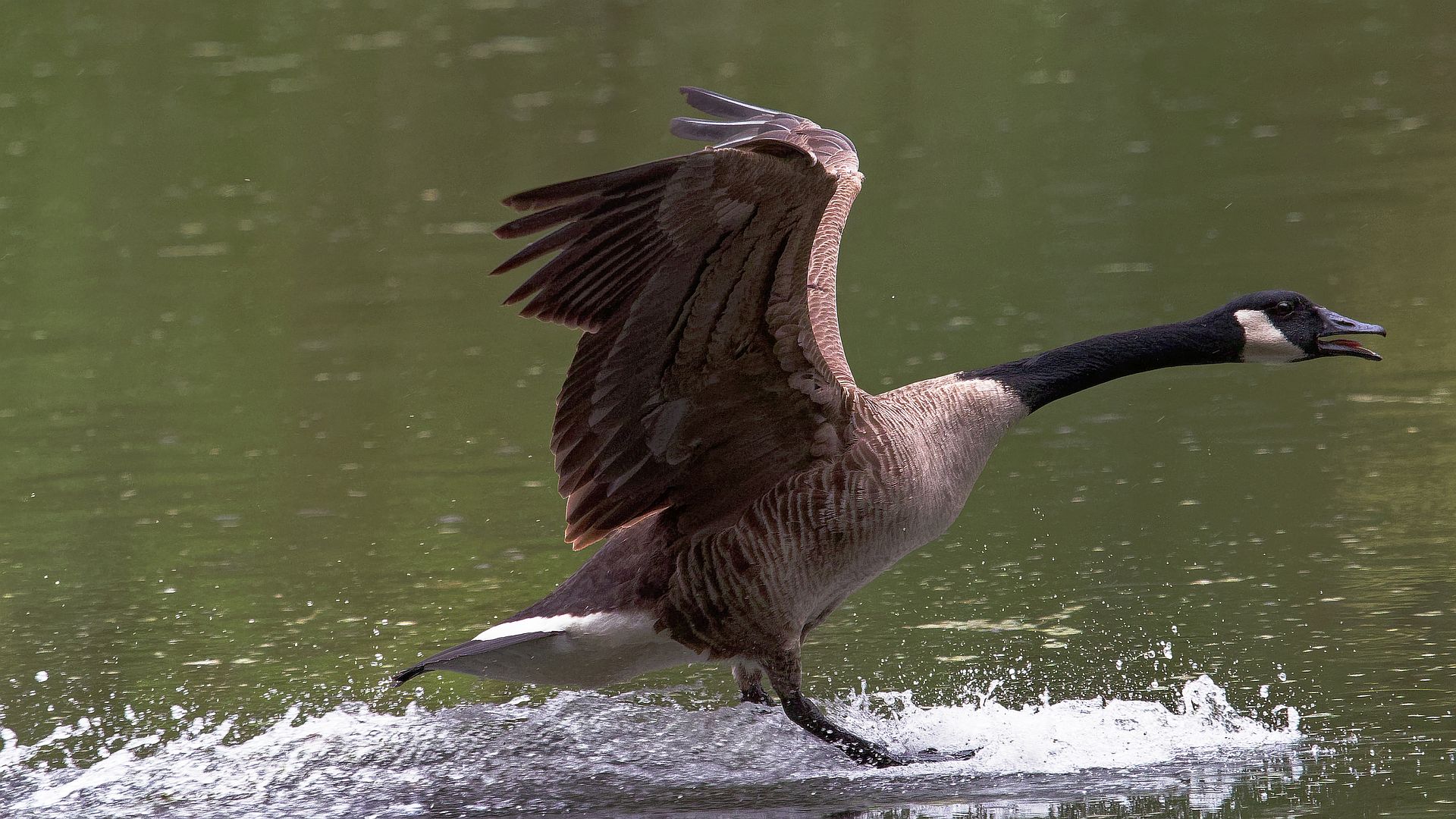 Wasserlandung einer Kanada Gans