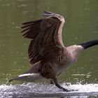 Wasserlandung einer Kanada Gans