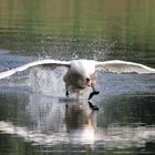 Wasserlandung eines Schwanes