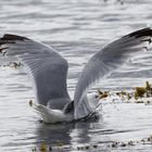 Wasserlandung mit kleiner Bugwelle 