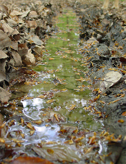 Wasserlaub