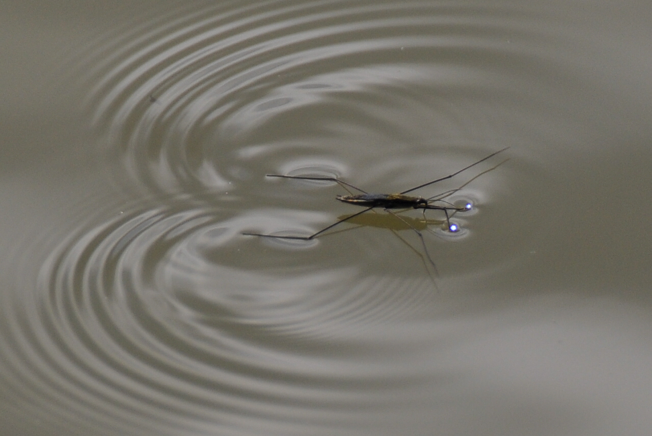 -Wasserlaüfer mit LED ! -