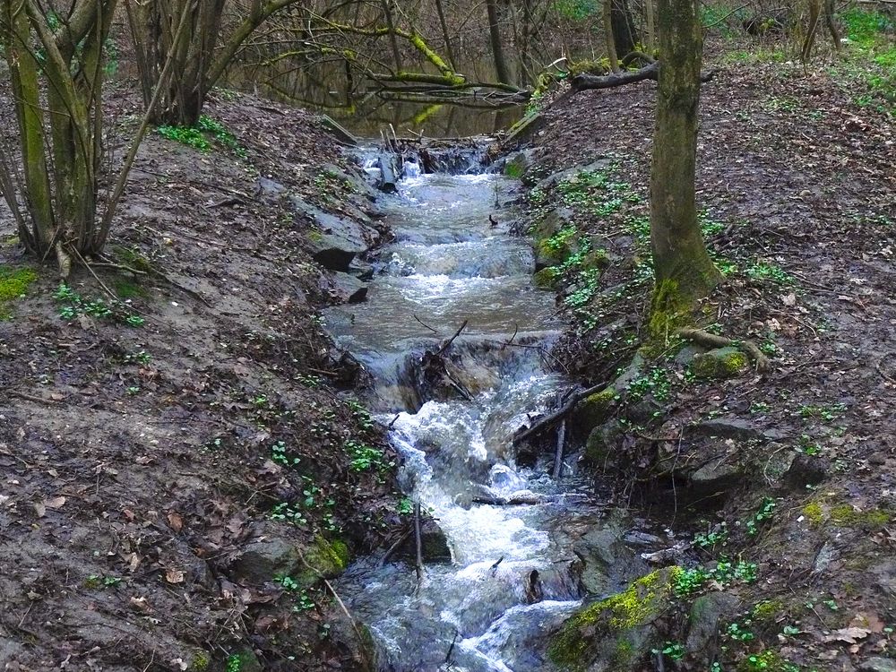 Wasserlauf (Fasanerie)