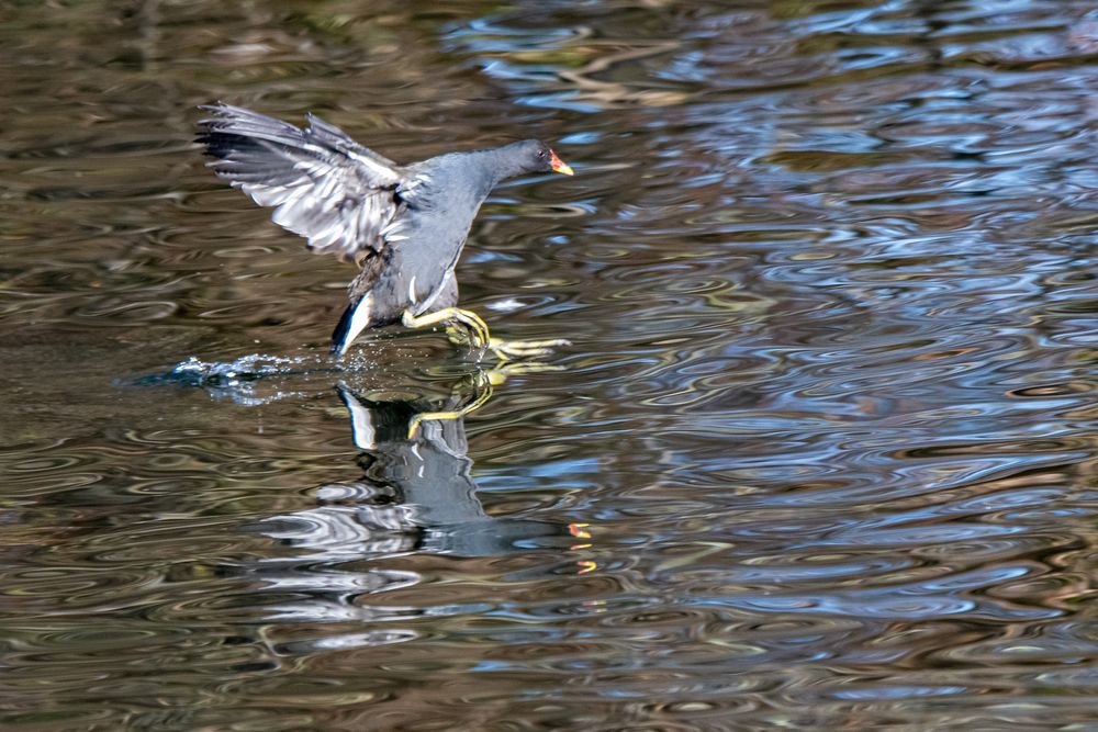 Wasserlaufen