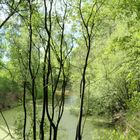 Wasserlebensraum im Wald