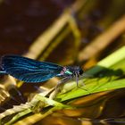 Wasserlibelle in der Oberalster