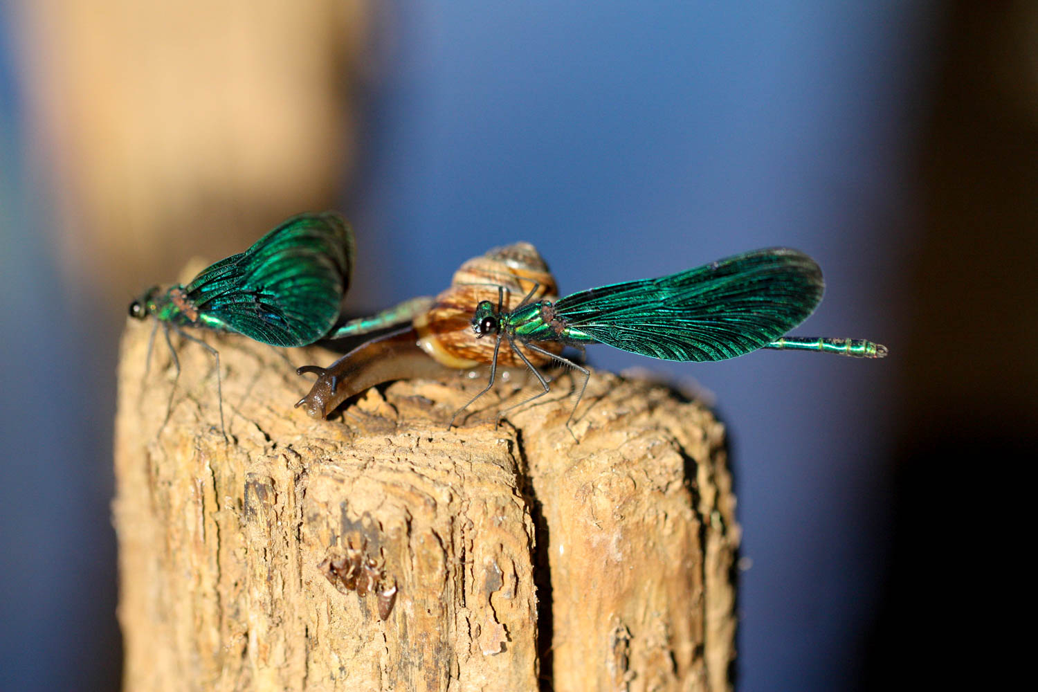 Wasserlibellen an der Oberalster