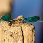 Wasserlibellen an der Oberalster