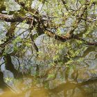 Wasserlicht-Impression im Frühling