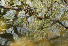 Wasserlicht-Impression im Frühling