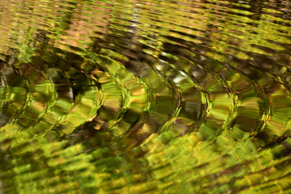 Wasserlichtspiegeltag auf dem Bärenfichtenweiher 02