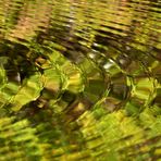 Wasserlichtspiegeltag auf dem Bärenfichtenweiher 02