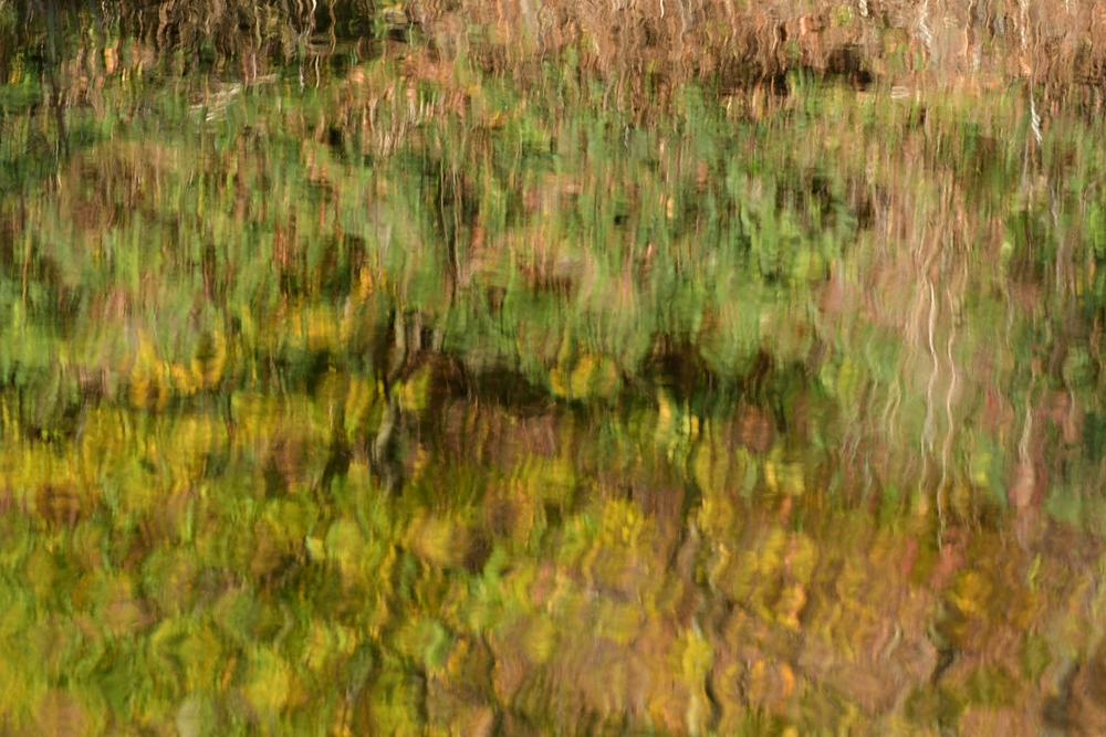 Wasserlichtspiegeltag auf dem Bärenfichtenweiher 03