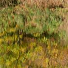 Wasserlichtspiegeltag auf dem Bärenfichtenweiher 03