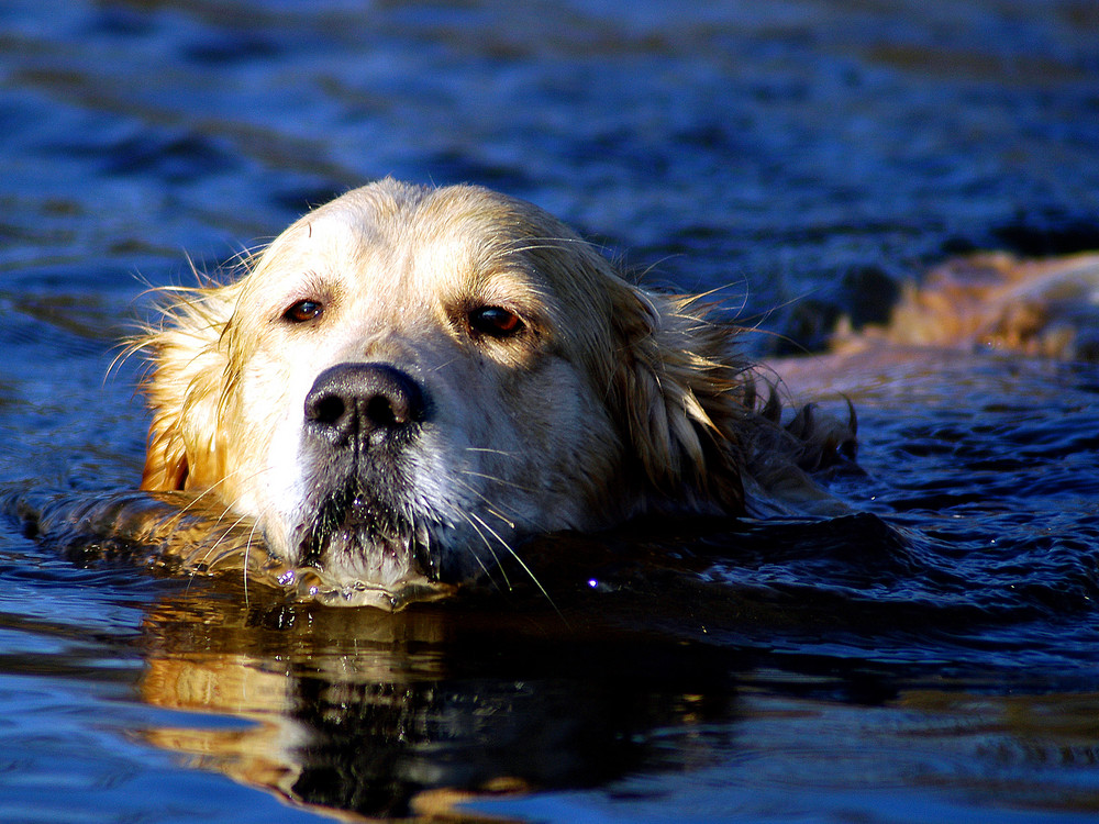 Wasserliebe