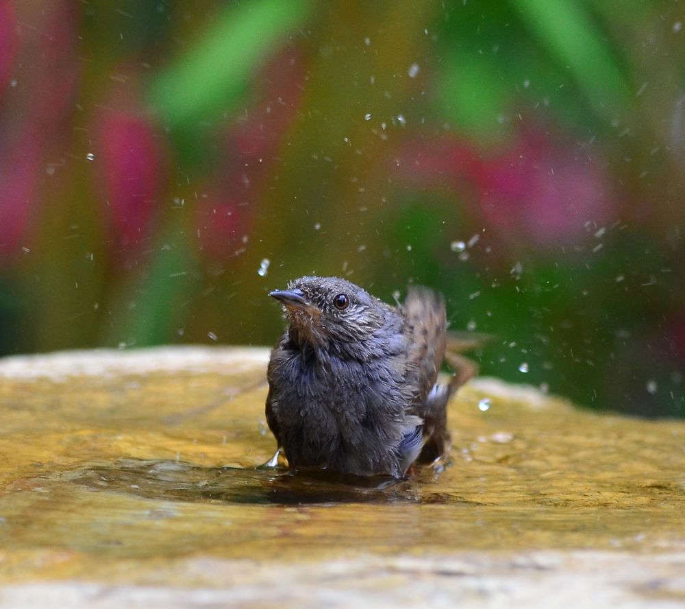 wasserliebende Heckenbraunelle