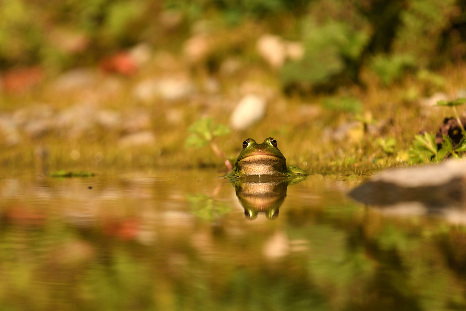 Wasserliebhaber