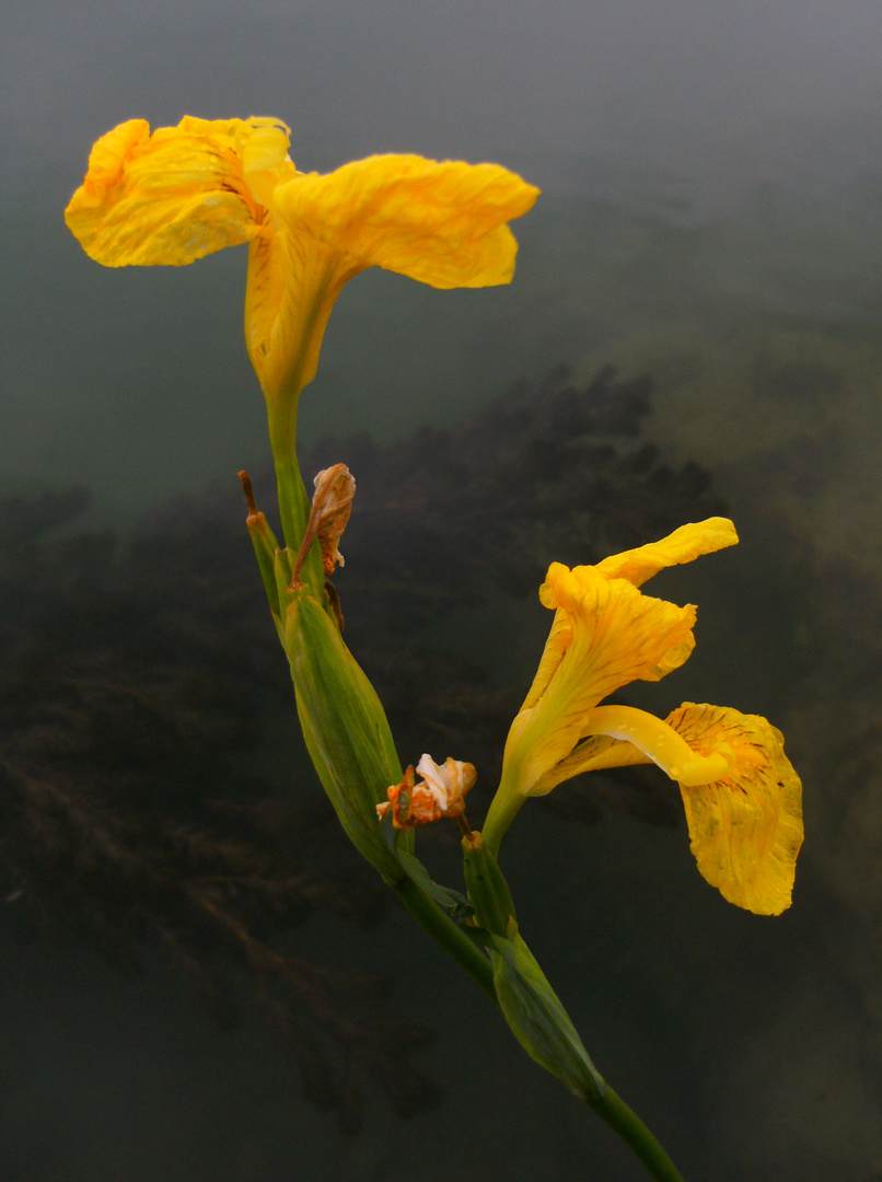 Wasserlilie am Rhein