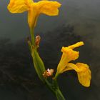 Wasserlilie am Rhein