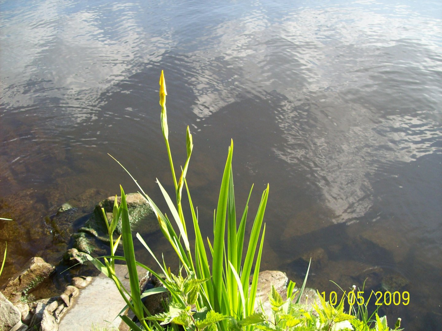 wasserlilie an der spree