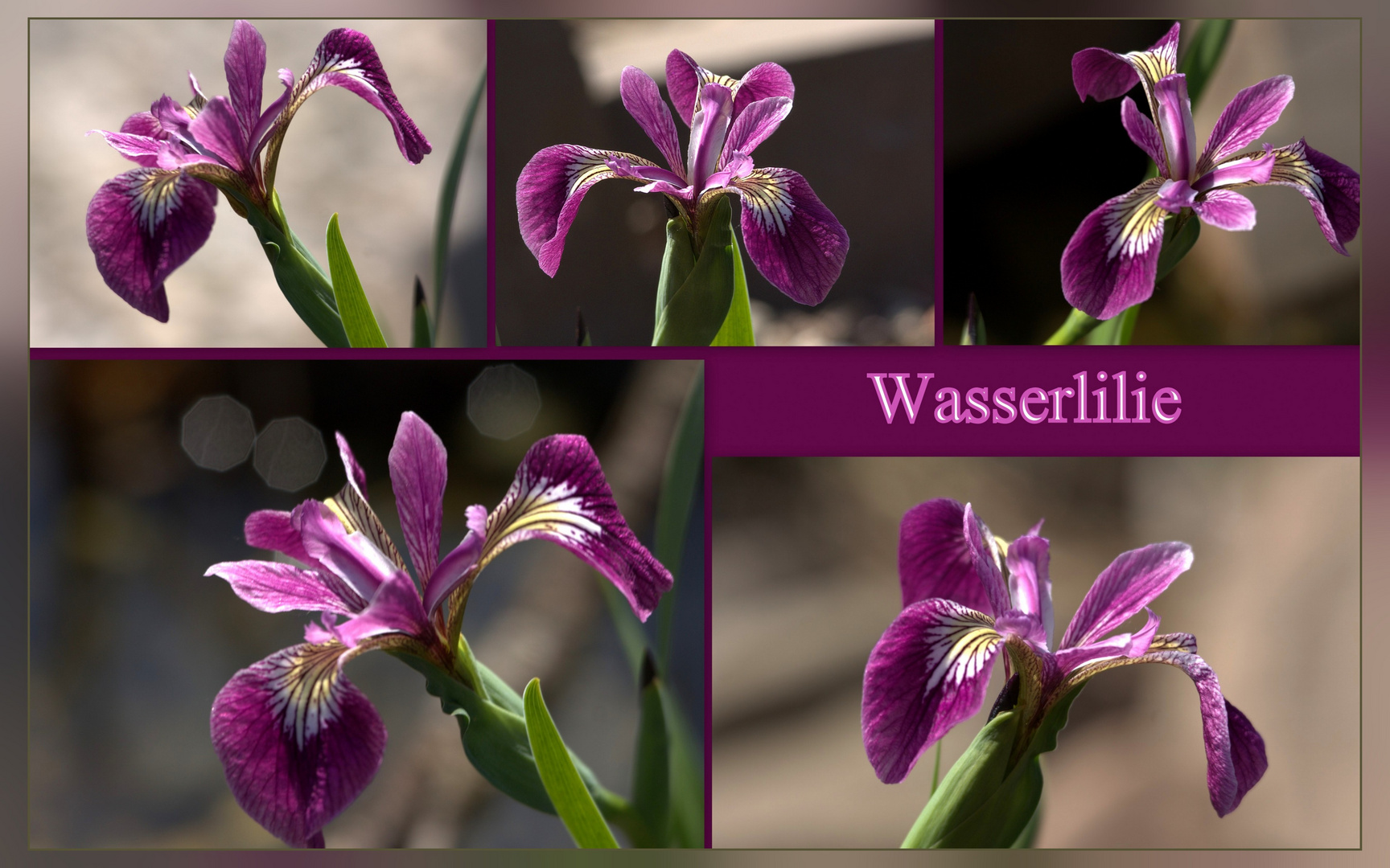 Wasserlilie