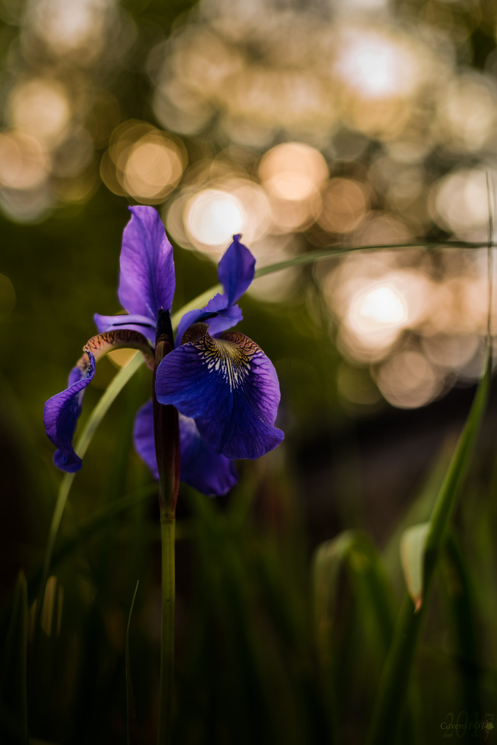 Wasserlilie im Gegenlicht