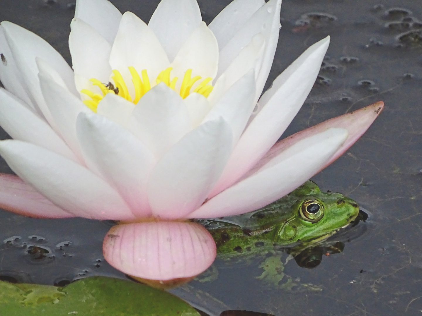 Wasserlilie mit Frosch