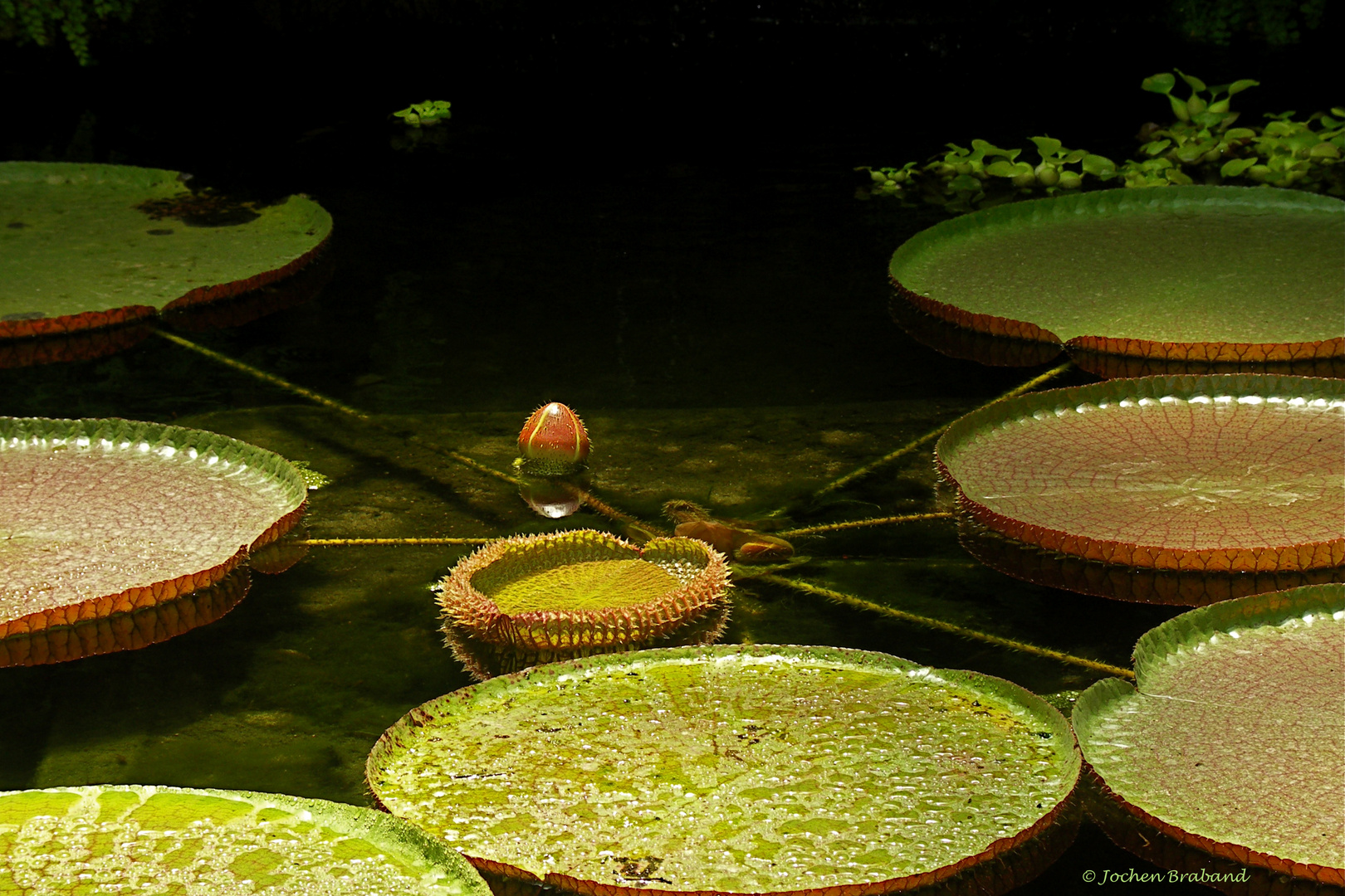 Wasserlilie "Victoria Amazonica" (1)