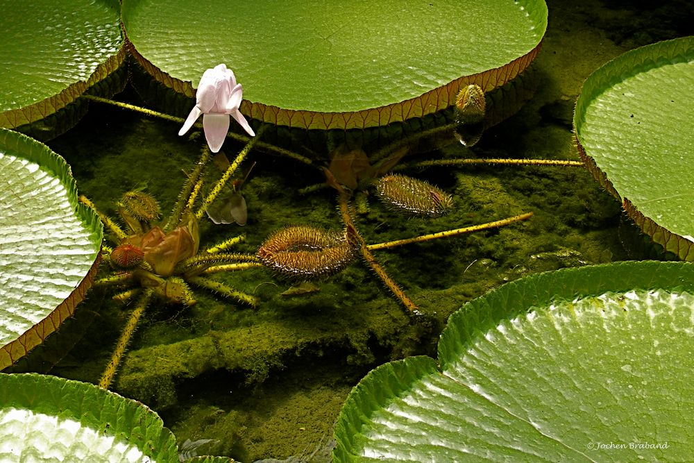 Wasserlilie "Victoria Amazonica" (2)