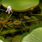 Wasserlilie "Victoria Amazonica" (2)